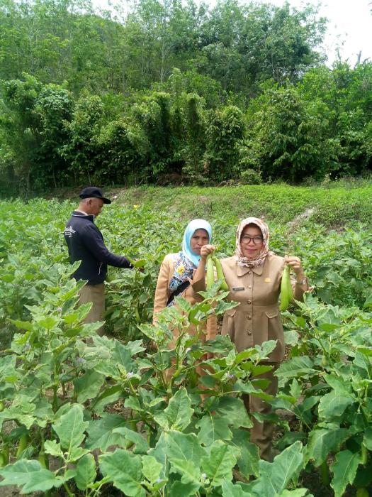 Cara Budidaya Terung Hijau