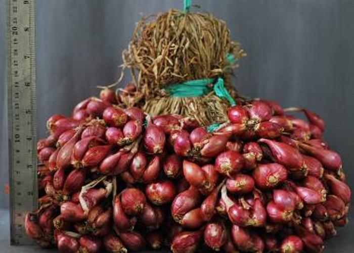 DOSIS PUPUK KNO3 DAN PRODUKSI BAWANG MERAH BIMA BREBES