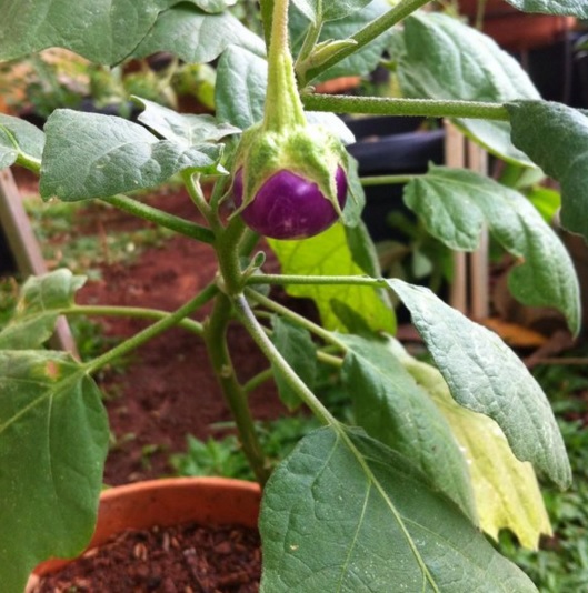 CARA MENANAM TERONG LALAP DI POLYBAG