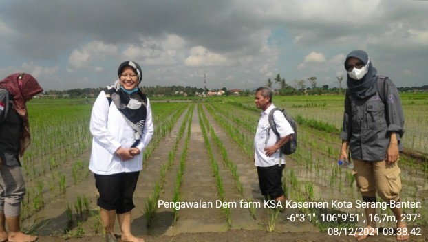 Uji Coba Teknologi Padi Sawah Inpari 32 Dengan Sistem Jajar Legowo 2 : 1 Dan 4 : 1