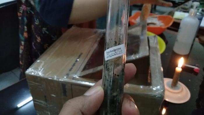 Penggunaan Trichoderma Sp untuk Mencegah Layu Fusarium pada Tomat 