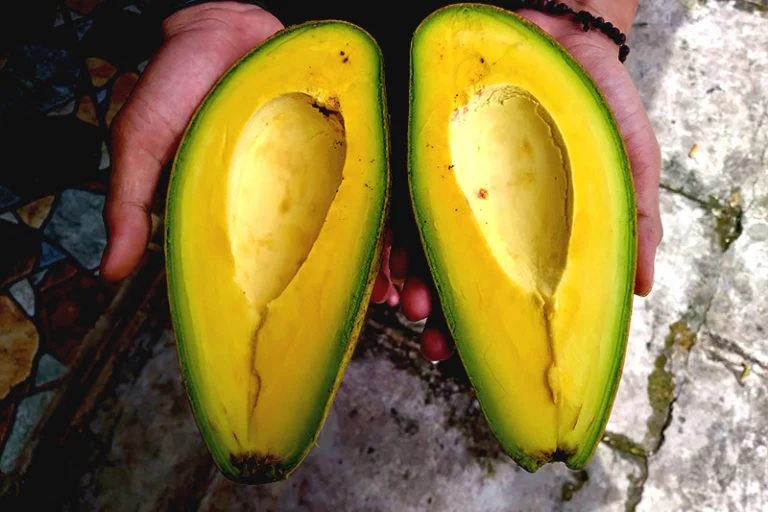 Mengenal Lebih Jauh Tentang Alpukat Siger