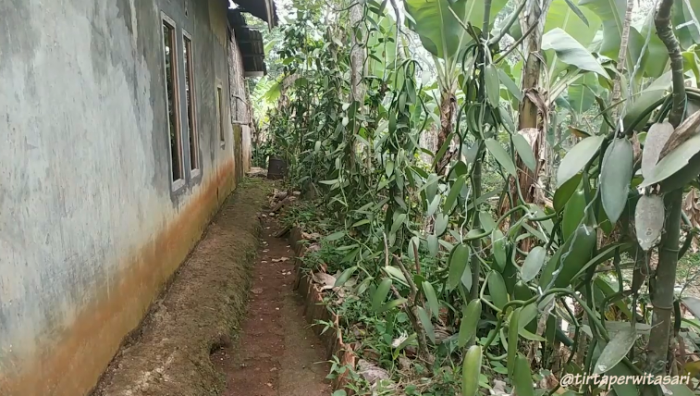 VANILI SI PENGHARUM MAKANAN