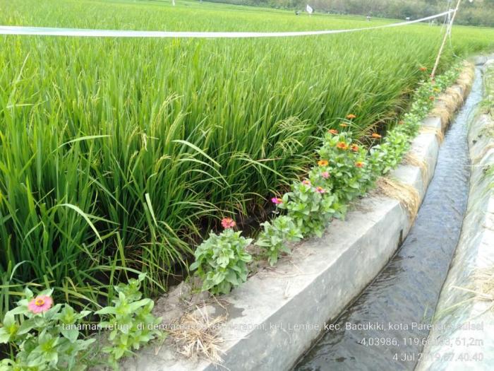 sawah jadi indah, hamapun menjauh