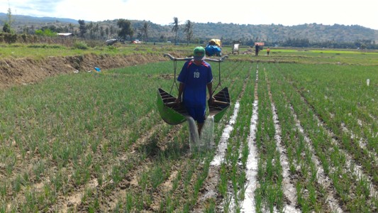 Pengairan Tanaman Bawang Merah