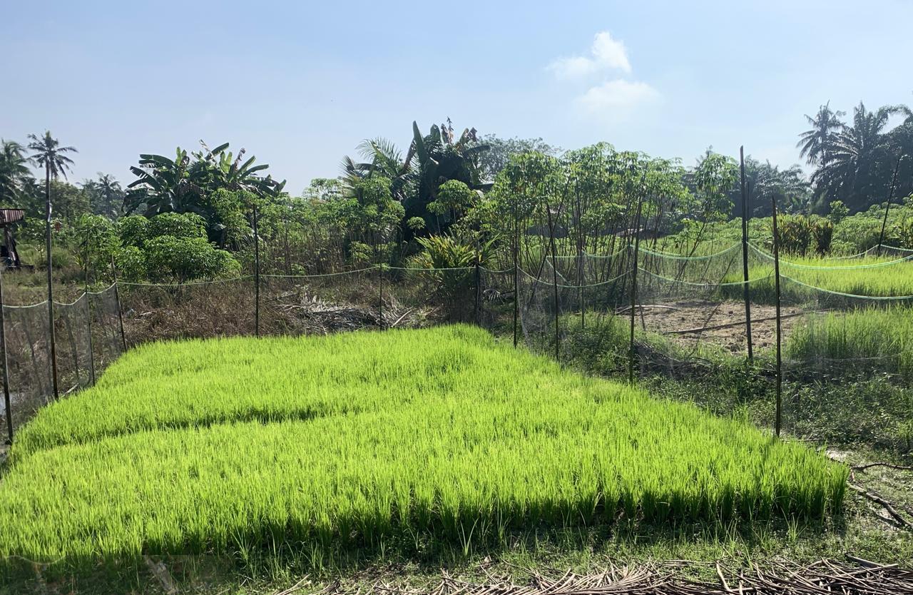 PACU PERCEPATAN TANAM DAN KEJAR TARGET LTT