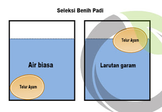 Seleksi Benih Padi Secara Sederhana