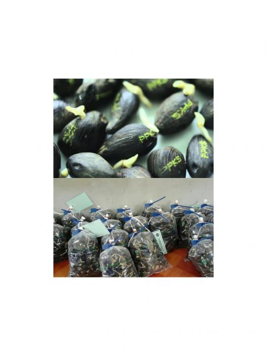 TEKNIK SAMBUNG SAMPING TANAMAN KAKAO