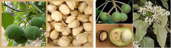 MENGENAL TANAMAN KEMIRI (ALEURITES MOLUCCANA WILLD) SEBAGAI TANAMAN REMPAH DAN OBAT