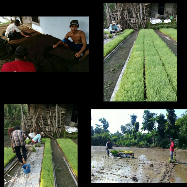 PEMANFAATAN MESIN TANAM PADI DENGAN SISTEM TANAM DAPOG DI KELOMPOK TANI LOHJINAWI I DS. POJOK KEC NGANTRU