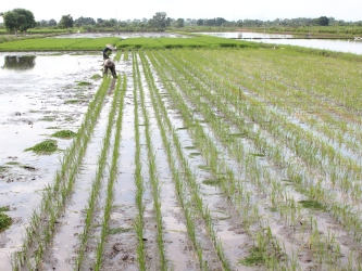 TEKNOLOGI BUDIDAYA PADI JAJAR LEGOWO SUPER