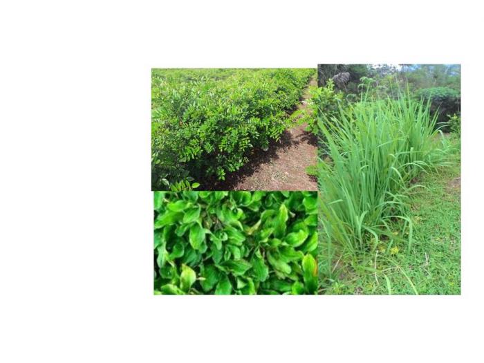 Hijauan Pakan Ternak Kambing Berprotein Tinggi