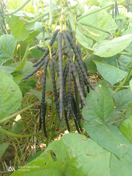 Budidaya Tanaman Kacang Hijau