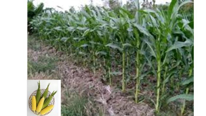 JUMLAH BENIH PER JARAK TANAM DAN HASIL JAGUNG MANIS VARIETAS PARAGON