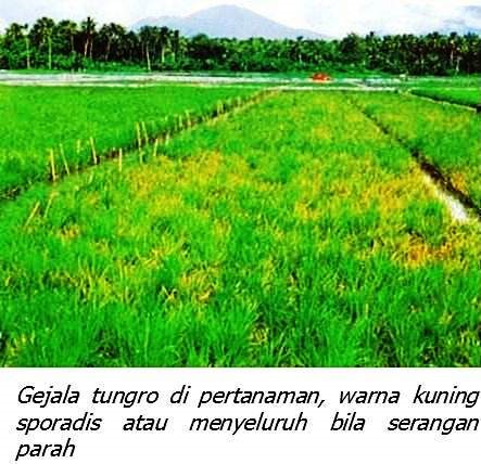 PENGENDALIAN PENYAKIT TUNGRO PADA TANAMAN PADI