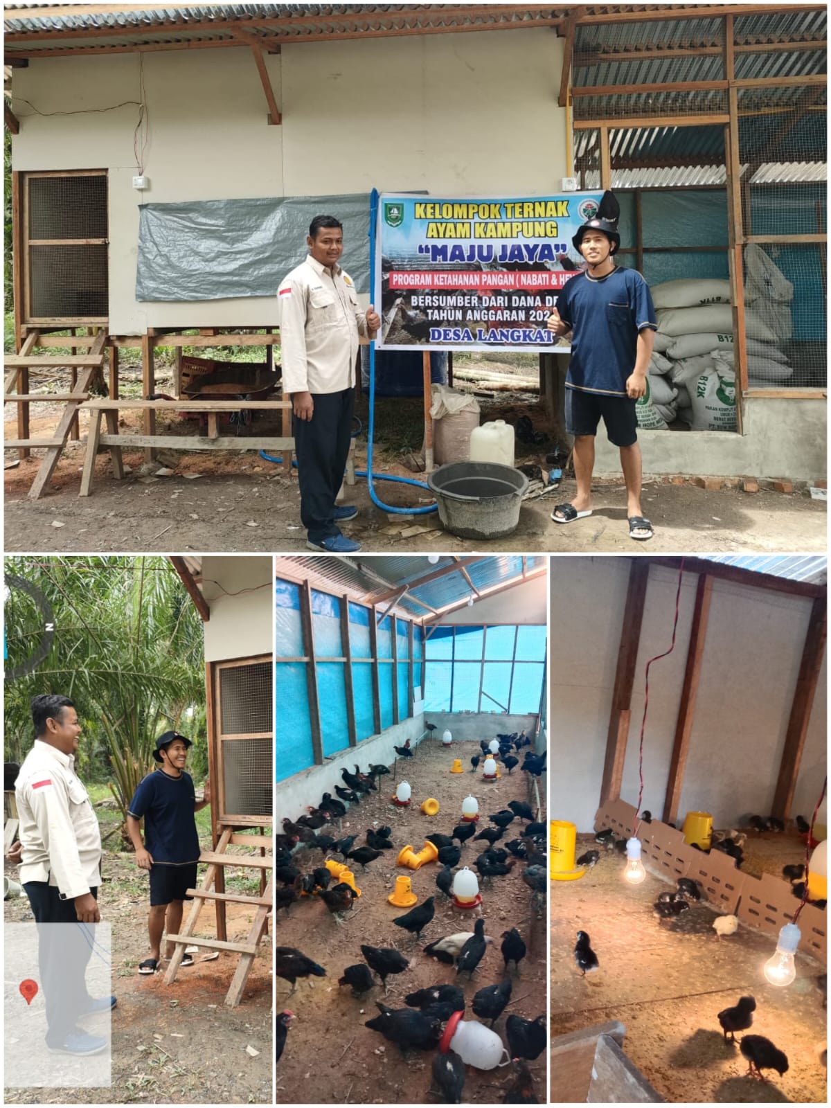 BUDIDAYA AYAM KUB KELOMPOK TANI MAJU JAYA DESA LANGKAT. 