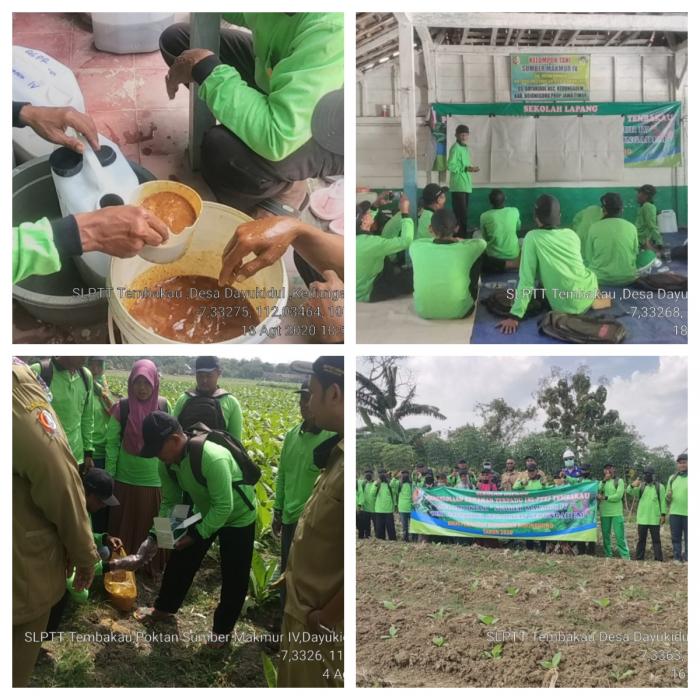 SLPTT TEMBAKAU DI DESA DAYUKIDUL KECAMATAN KEDUNGADEM KAB. BOJONEGORO