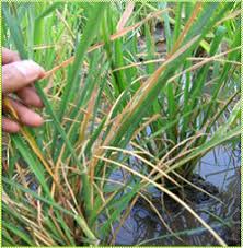 Pengendalian Hama Utama Tanaman Padi Sawah (penggerek Batang)