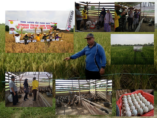 PEMANFAATAN BENIH UNGGUL BERSERTIFIKAT