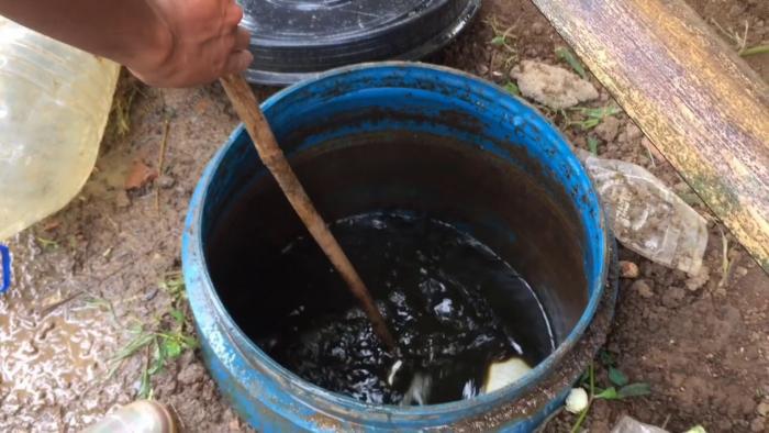 Cara Mudah Membuat Pupuk Organik Cair  Dari Urine Sapi