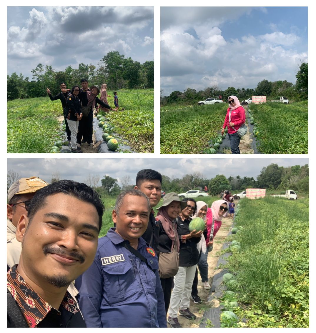 Panen Semangka Bersama Poktan Jaya Sepakat