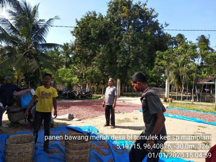 Panenan  bawang merah di desa blang tumulek