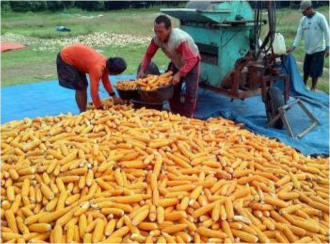 PEMBERDAYAAN ALSINTAN DALAM MENDUKUNG PROGRAM UPSUS PAJALE DI KECAMATAN BATANG ANGKOLA - KABUPATEN TAPANULI SELATAN