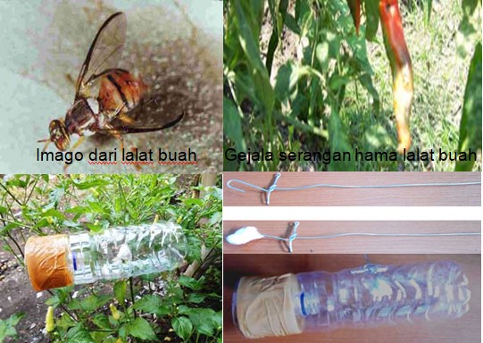 PEMBUATAN PERANGKAP LALAT BUAH