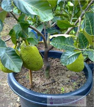 TABULAMPOT NANGKA MADU