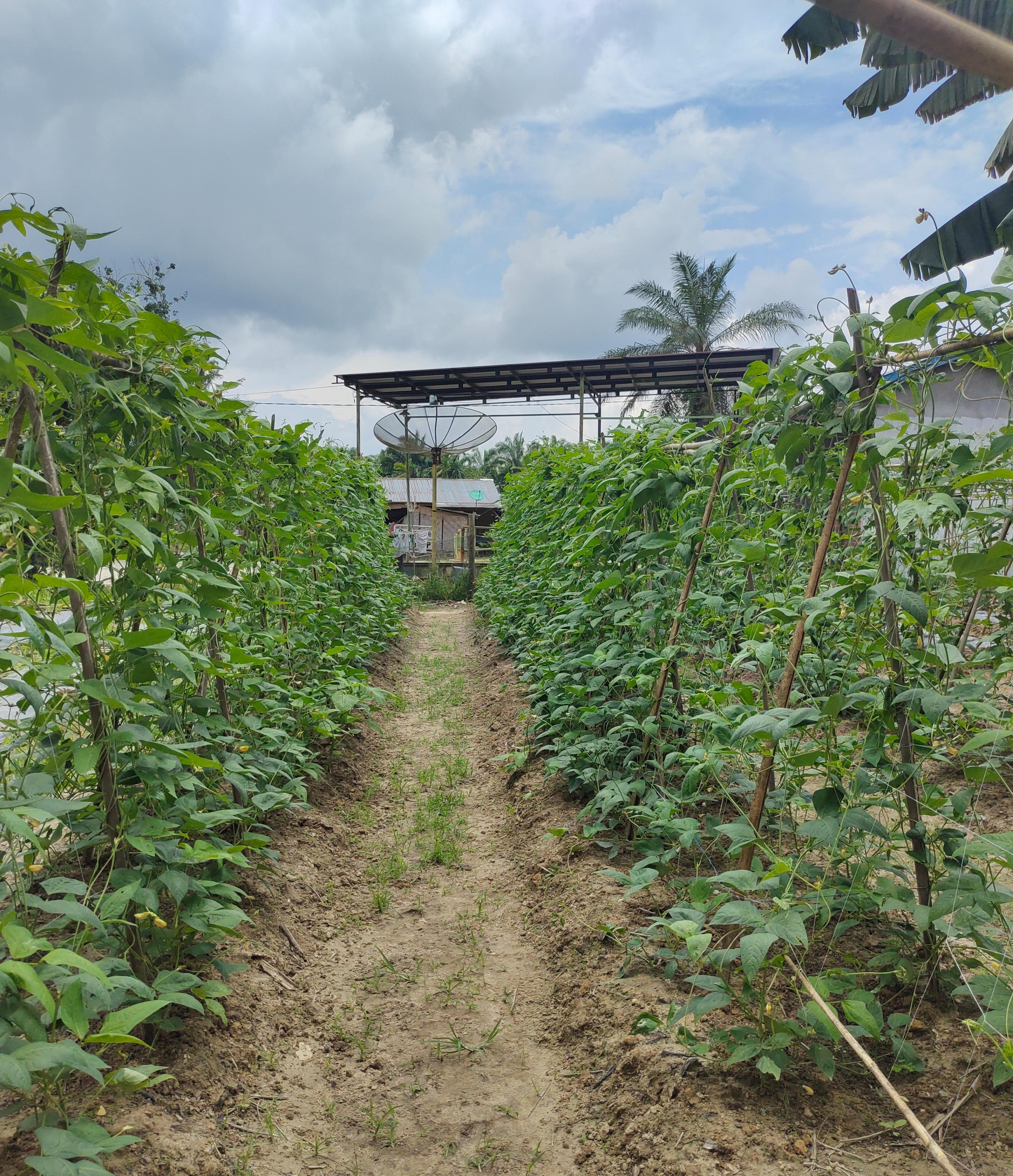 BUDIDAYA KACANG PANJANG SECARA BERKELANJUTAN