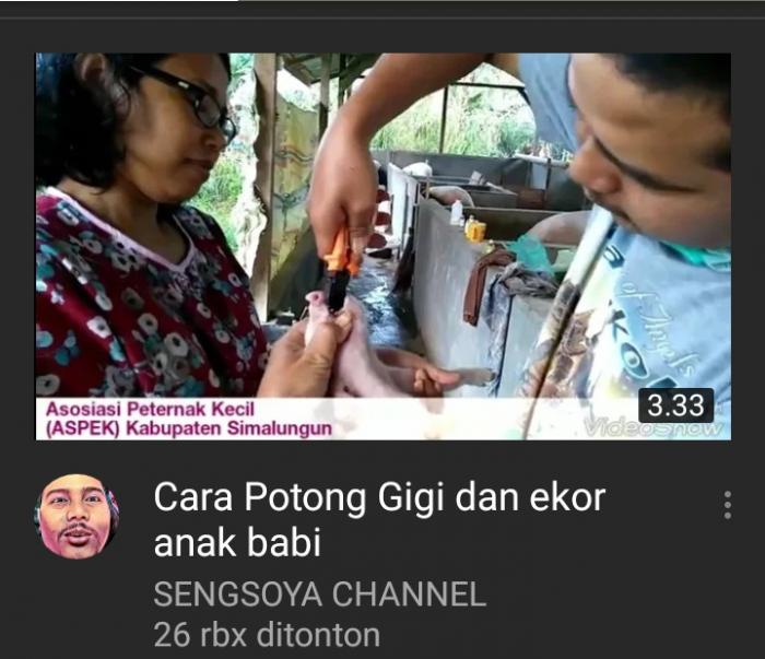 MANFAAT POTONG GIGI DAN EKOR PADA ANAK BABI