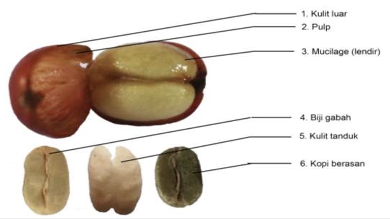 HORMON PERANGSANG TUMBUH TUMBUHAN