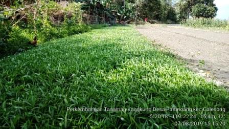 Penanaman Sayuran Kangkung Di Bedengan 