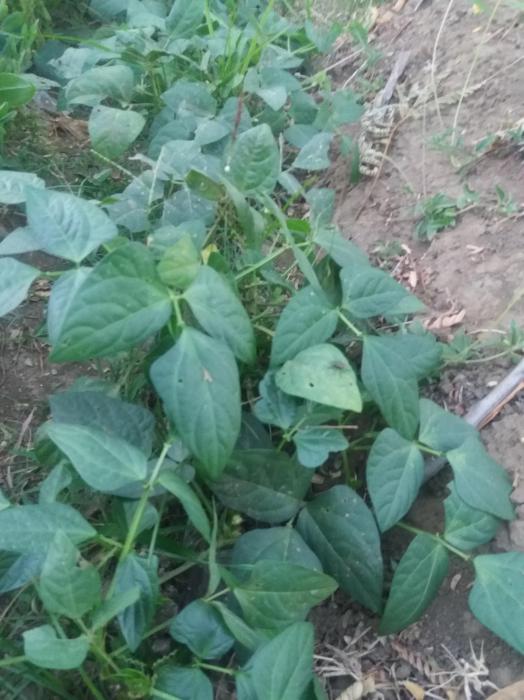 Budidaya Kacang Tunggak