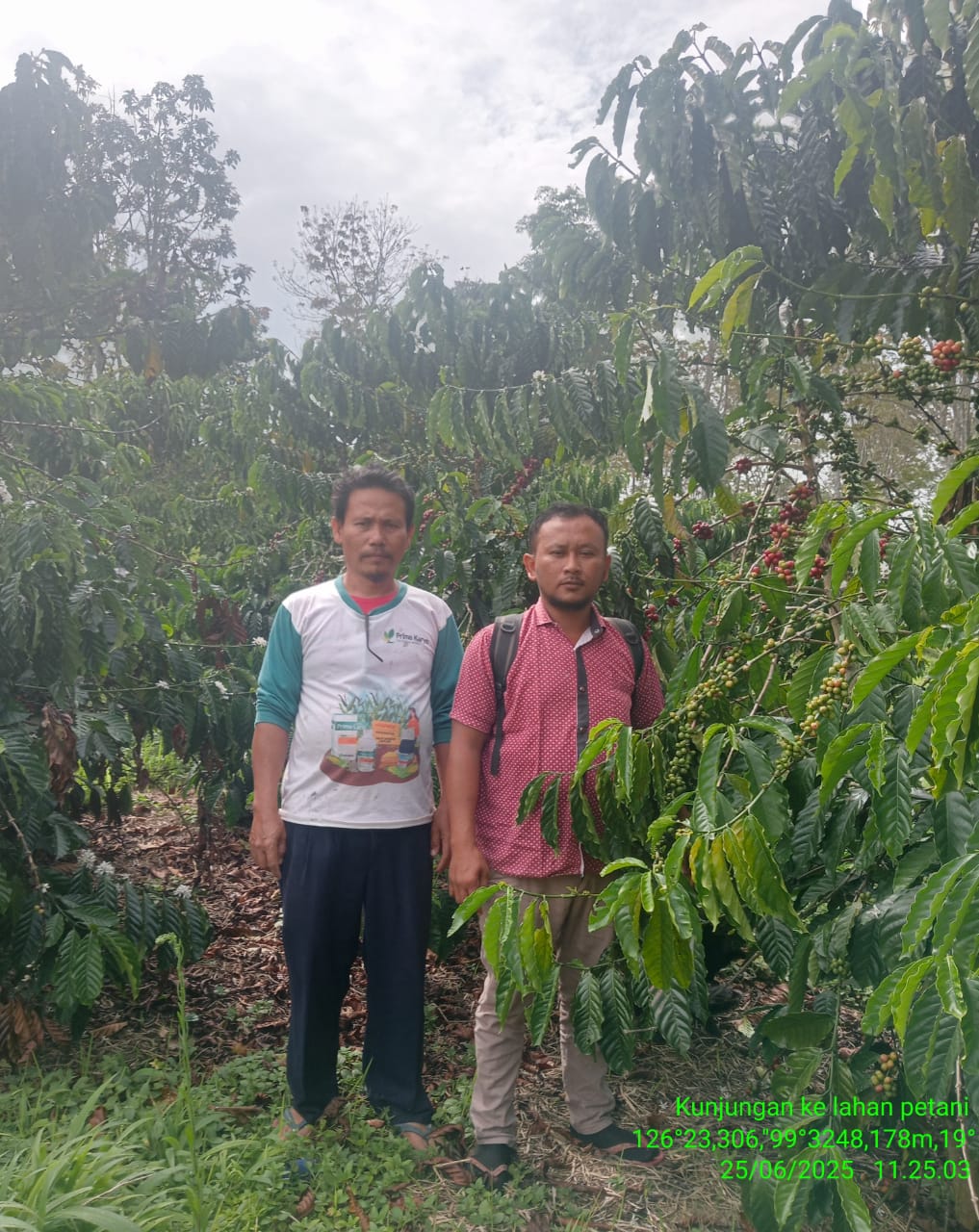 Budidaya Kopi Arabika