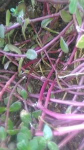 TEKNOLOGI PENGENDALIAN JAMUR AKAR PUTIH SECARA BIOLOGI