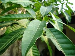 Siapa Sangka, Inilah Beberapa Khasiat Daun Mangga yang Tak Terduga