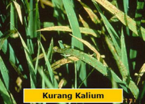 Pengaruh  Unsur Hara  K (kalium)  Pada Tanaman Padi