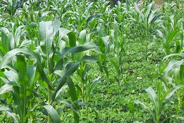 Tumpangsari Tanaman Kacang Tanah Dan Jagung 