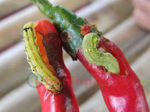 PENGENDALIAN ULAT BUAH CABAI Helicoverpa spp.