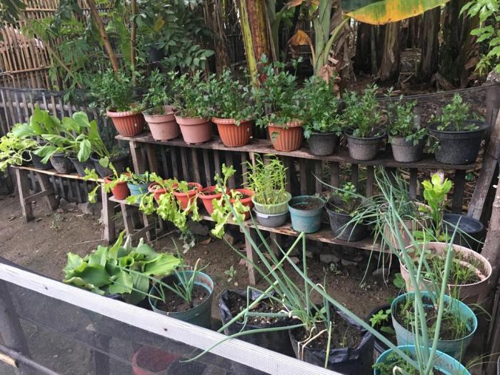 Jenis Tanaman yang Cocok untuk Pemanfaatan Pekarangan