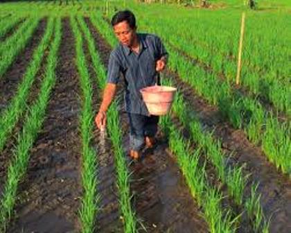PEMUPUKAN TEPAT PADA TANAMAN PADI