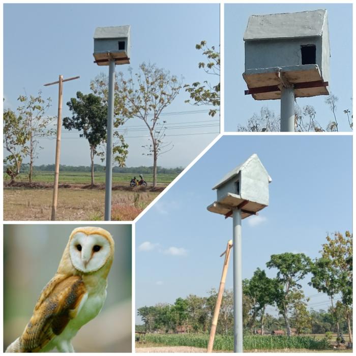 Rubuha (rumah Burung Hantu)