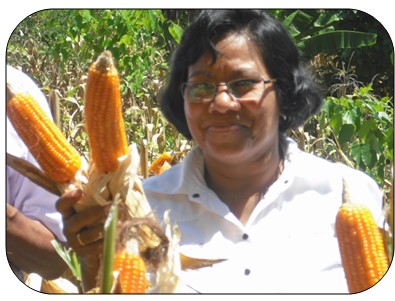 PANEN DAN PASCA PANEN JAGUNG