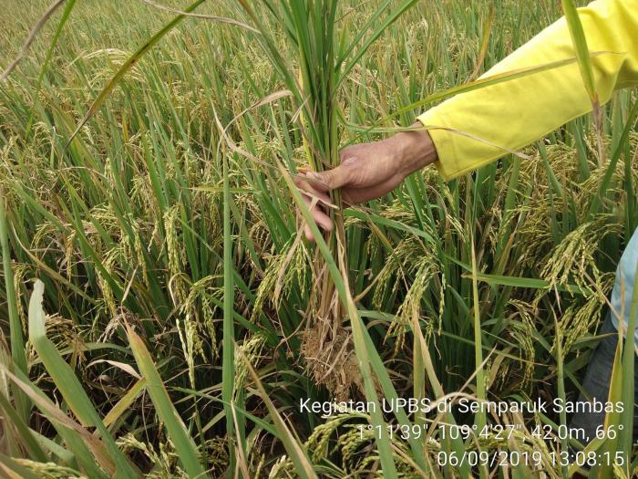PENTINGNYA ROUGING DALAM PRODUKSI BENIH BERMUTU
