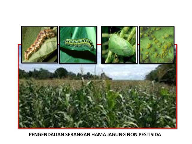 PENGENDALIAN SERANGAN HAMA JAGUNG NON PESTISIDA