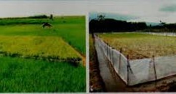 Teknologi Pengendalian Hama Tikus