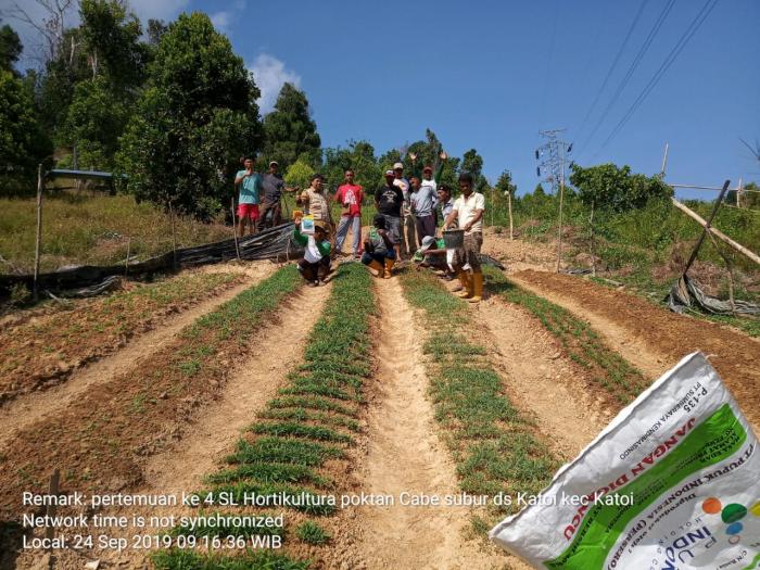 Budidaya Tanaman Hortikultura Kelompok Tani Cabe Subur Desa Katoi 
