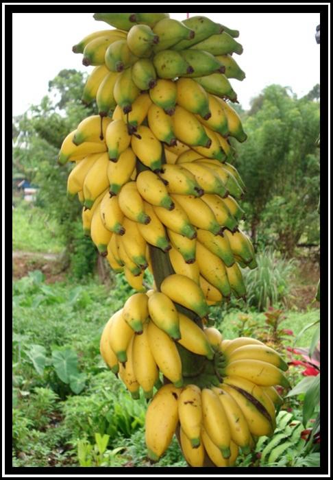 Bertanam Pisang Ameh Pasaman 
