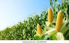 DUKUNG PERTANIAN  CERDAS IKLIM MELALUI TEKNOLOGI JAJAR LEGOWO